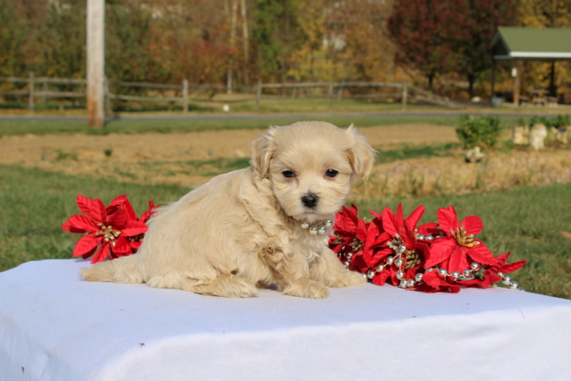 puppy, for, sale, Maltipoo, Matthew B. Stoltzfus, dog, breeder, Gap, PA, dog-breeder, puppy-for-sale, forsale, nearby, find, puppyfind, locator, puppylocator, aca